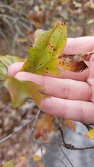 Quercus georgiana