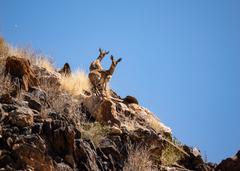 Oreotragus oreotragus