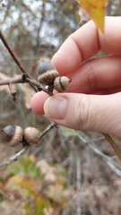 Quercus georgiana