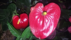 Anthurium andraeanum