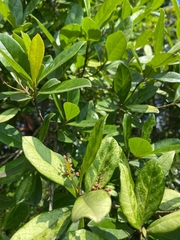 Buddleja salviifolia