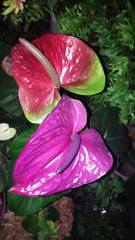 Anthurium andraeanum
