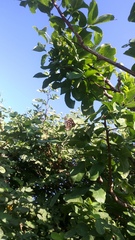 Dynamine postverta mexicana