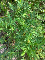 Buddleja salviifolia