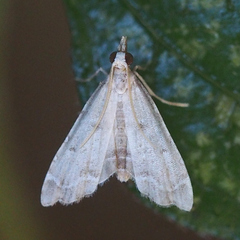 Diplopseustis perieresalis