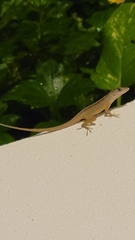 Anolis sagrei