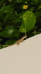 Anolis sagrei