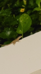 Anolis sagrei