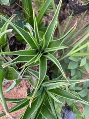 Buddleja salviifolia