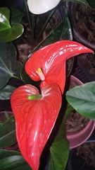Anthurium andraeanum