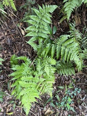 Dryopteris tenuipes