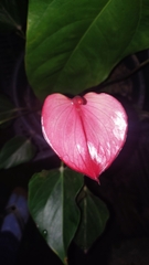 Anthurium andraeanum