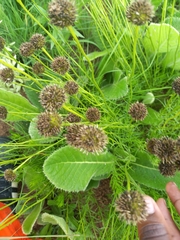 Buddleja salviifolia