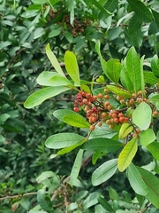 Sapium glandulosum