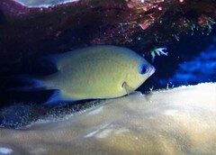 Pycnochromis amboinensis