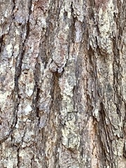 Eucalyptus cloeziana