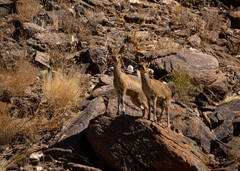 Oreotragus oreotragus