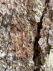 Eucalyptus cloeziana