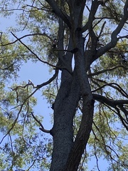 Eucalyptus cloeziana