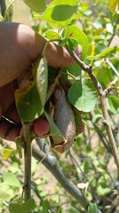 Rothschildia cinctus