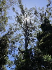 Eucalyptus cloeziana