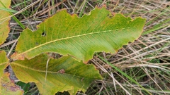 Curatella americana