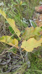 Curatella americana