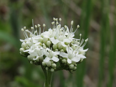 Valeriana uliginosa
