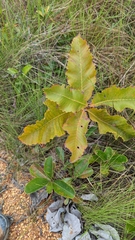 Curatella americana
