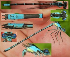 Chromagrion conditum