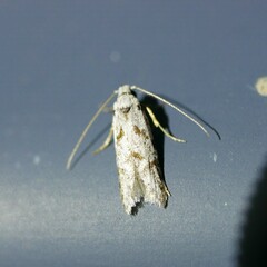 Oxythecta hieroglyphica