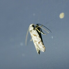 Oxythecta hieroglyphica