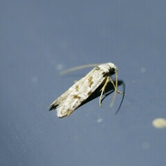 Oxythecta hieroglyphica