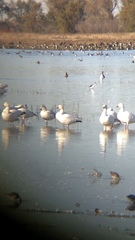 Anser caerulescens caerulescens