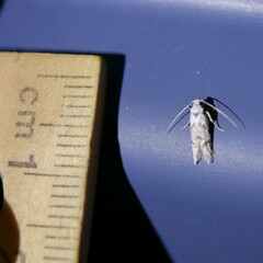 Oxythecta hieroglyphica