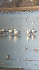 Anser caerulescens caerulescens