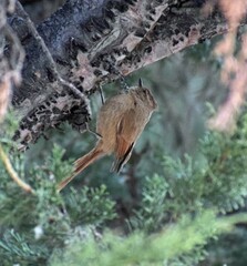 Leptasthenura fuliginiceps
