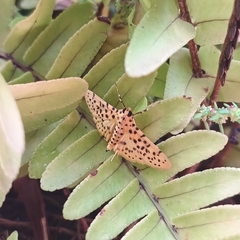 Conogethes punctiferalis