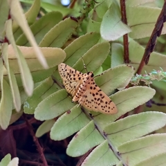 Conogethes punctiferalis