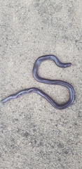 Typhlopidae