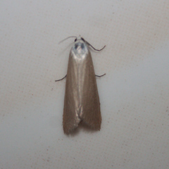 Scirpophaga
