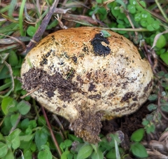Pisolithus arenarius