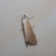 Scirpophaga