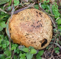 Pisolithus arenarius