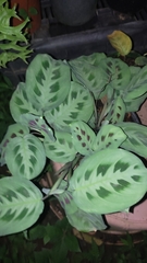 Maranta