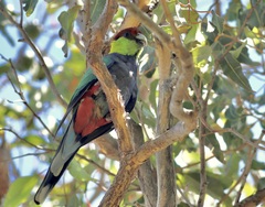 Purpureicephalus spurius