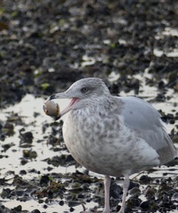 Neverita duplicata