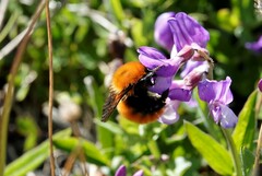 Bombus dahlbomii