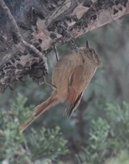 Leptasthenura fuliginiceps
