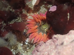 Anthopleura artemisia